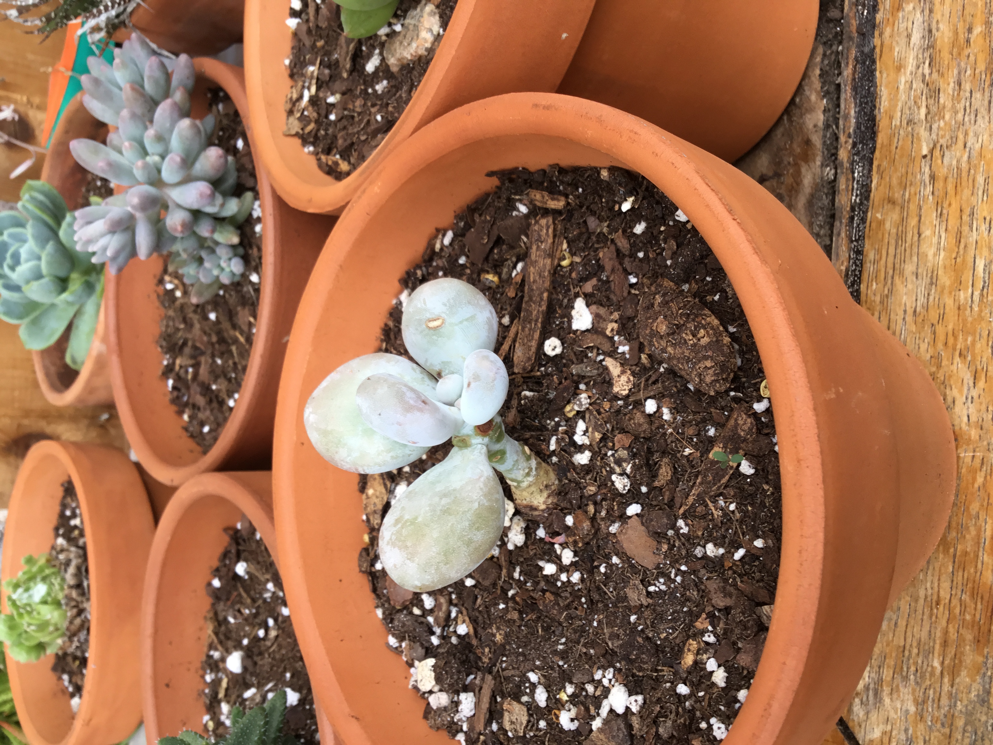 Pachyveria Hybrid.jpg